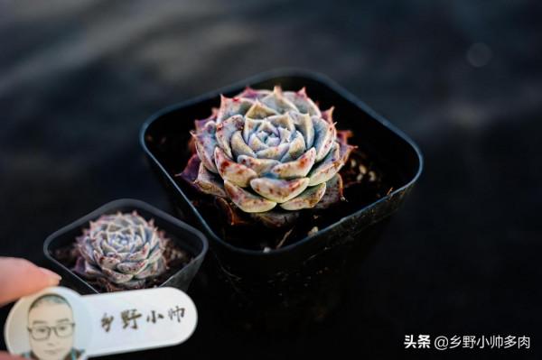 多肉美,玲瓏透嬌豔欲,小帥帶大家共賞冬日多肉之美 多肉美,玲瓏透嬌豔欲,小帥帶大家共賞冬日多肉之美