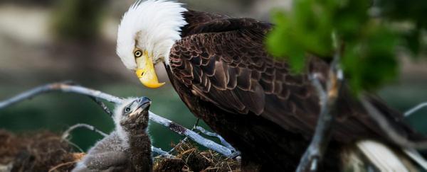 近 50% 的美國白頭鷹患有慢性鉛中毒，令人心碎的研究表明