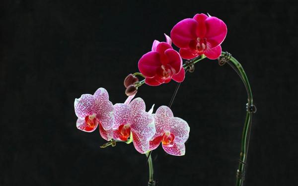 漂亮的蝴蝶蘭大全，顏色各異、姿態萬千