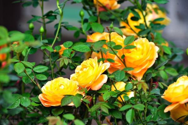 這6種花，栽到院裡不用管，年年到時間就開花