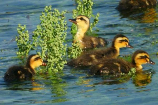 我與斑嘴鴨的情緣