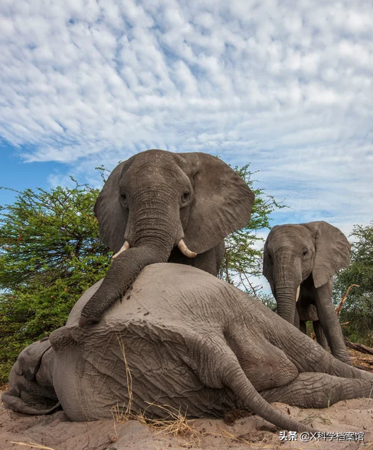 動物比人更深情,面對同伴死去,動物哀悼的方式讓人心酸、淚目 動物比人更深情,面對同伴死去,動物哀悼的方式讓人心酸、淚目