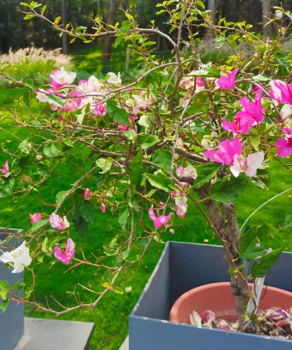 觀賞精品杜鵑 觀賞精品杜鵑