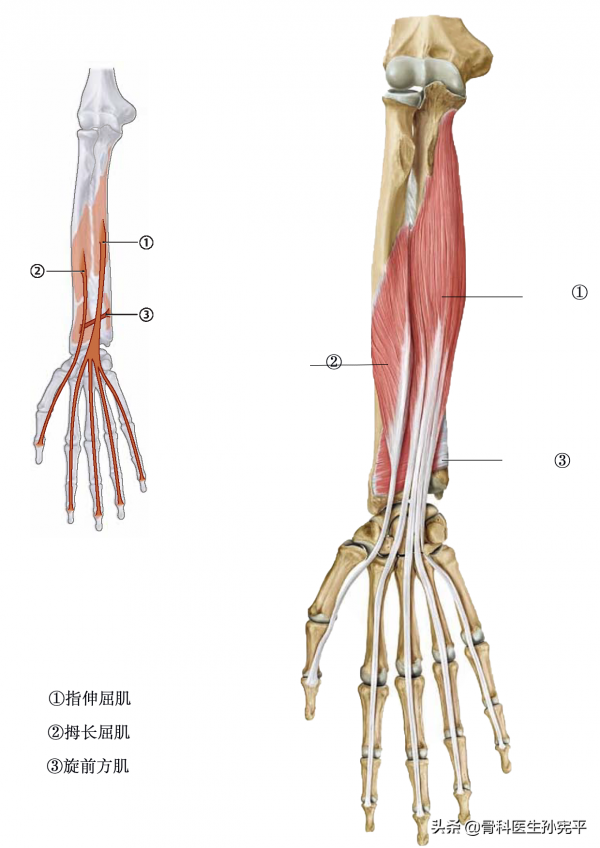 解剖圖譜｜上肢及軀幹部分肌肉