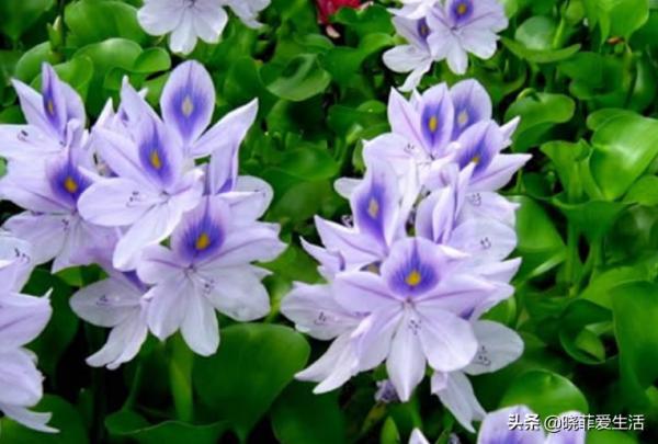 三種“漂亮花”，好養顏值高，卻被花友“嫌棄”，不是沒道理