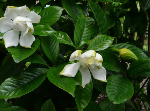 家裡梔子花香味淡?花期短?把握“4個妙招”,新手小白隨便養好 家裡梔子花香味淡?花期短?把握“4個妙招”,新手小白隨便養好