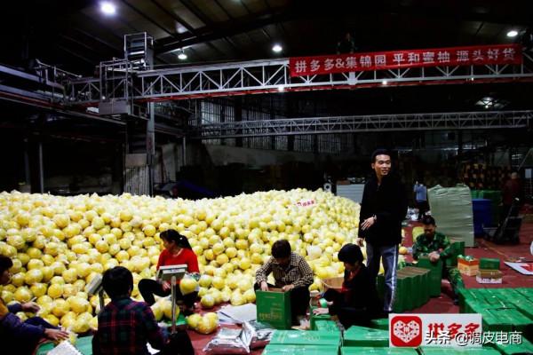 當95後遇到農業，12萬“新新農人”把產地品牌講出新故事