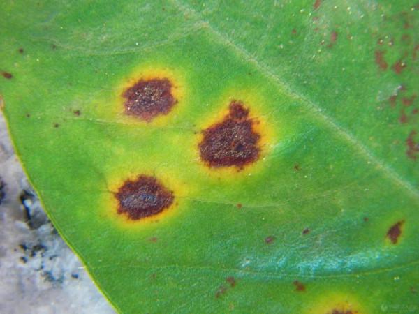 殺菌劑戊唑醇能治什麼病?防病時用量是多少?看完你就明白了 殺菌劑戊唑醇能治什麼病?防病時用量是多少?看完你就明白了