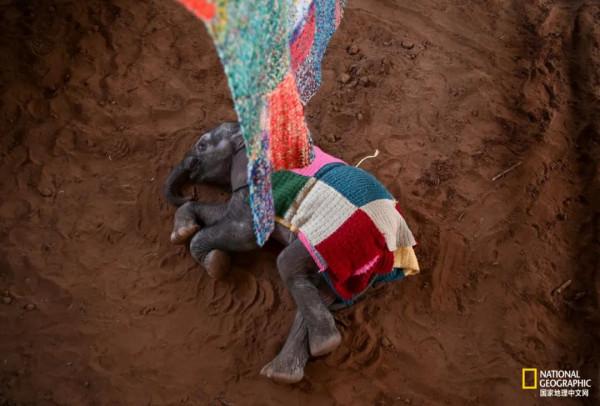 竟能養活非洲象，想必是“非洲第一奶”