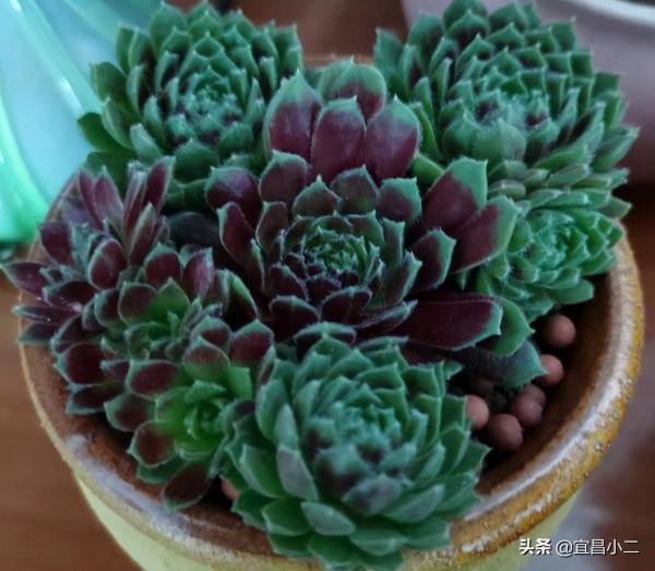 幾種非常好看的多肉植物，你值得養上一盆！你心目中多肉是那一款