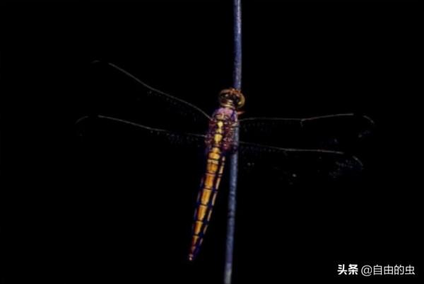 蜻蜓目之粗灰蜻