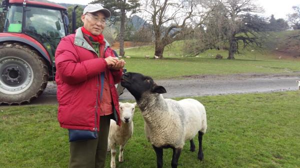 紐西蘭餵食草泥馬