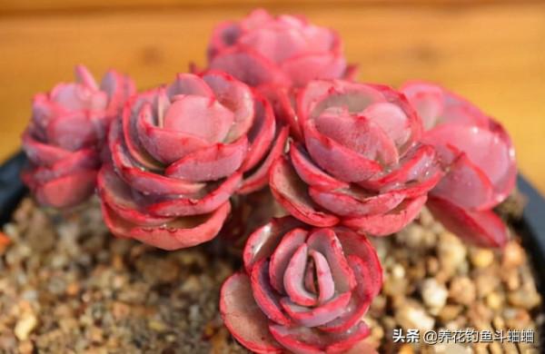 多肉秀妍是“爆崽小能手”，注意這三點，就可以輕輕鬆鬆變群生