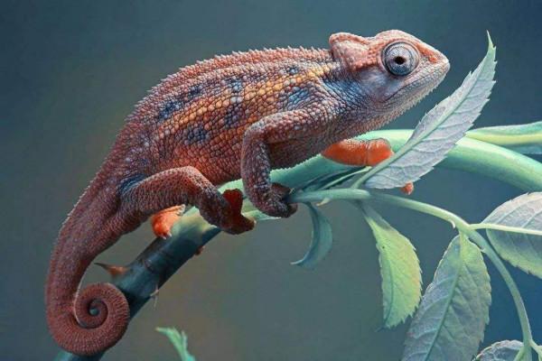 海蜘蛛用5億年親身證明一個道理：“只要足夠廢物，就沒天敵”