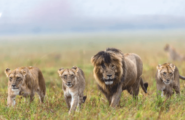 獅王刀疤：獅群稱王達9年，同時控制5個獅群，一生為王，終得善終