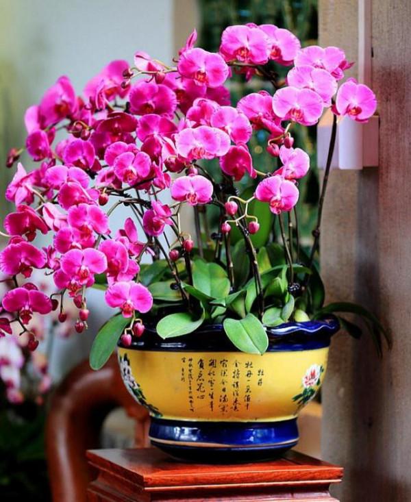 “100種花”適合養在陽臺上，一個比一個好看，還很好養護