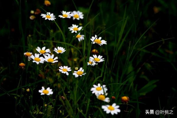 村上春樹：愛情裡有兩種遺憾
