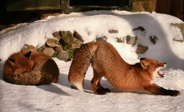 大烏斯秋格：如何去拜訪聖誕老人