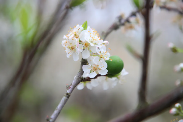 春風十里不如&OpenCurlyDoubleQuote;李&rdquo;