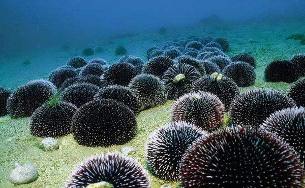 海邊有哪些看起來人畜無害,實際兇險萬分的動物?見到躲遠些 海邊有哪些看起來人畜無害,實際兇險萬分的動物?見到躲遠些