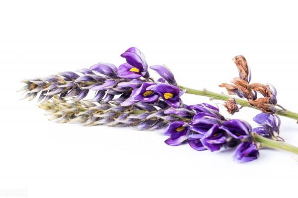 葛花與葛花解醒湯介紹