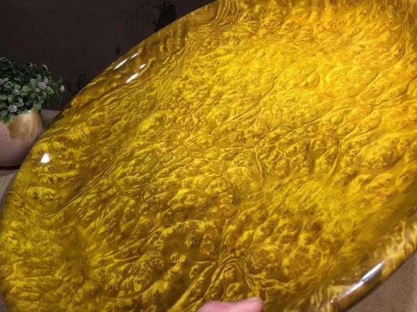 大自然造化神奇！黃金樟爆滿瘤疤·大果盤