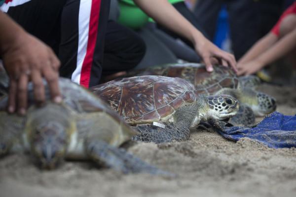 放歸綠海龜