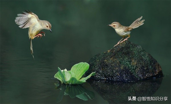 漂亮小鳥在等你欣賞，愛不釋手，萌得可愛