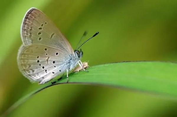 中國動植物(動物篇九) 中國動植物(動物篇九)