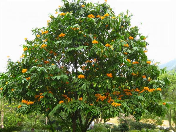 植物非試管高效快繁——中國無憂花 植物非試管高效快繁——中國無憂花