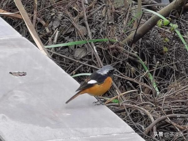 北紅尾鴝安居北碚縉雲寺嘉陵江邊，曾入瀕危物種紅色目錄