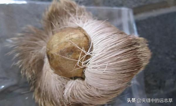 冬至將至，送你一劑麝香保心丸，給你的心血管保駕護航