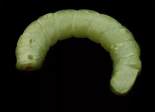 日本天皇的祖傳玉器“勾玉”之淵源考 日本天皇的祖傳玉器“勾玉”之淵源考