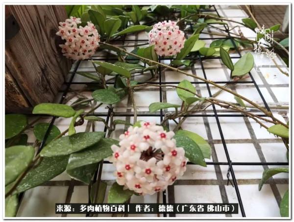 廣東的多肉陽臺:生命不息,折騰不止 廣東的多肉陽臺:生命不息,折騰不止