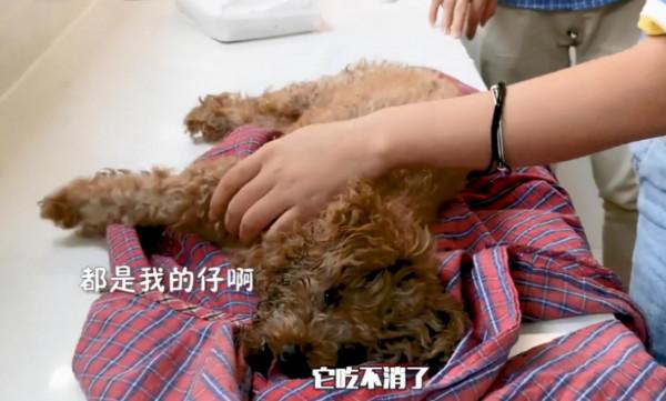 泰迪送來醫院一直在抽搐，知道原因後被感動到了：母愛太偉大了