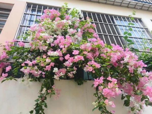 家裡有院子,建議養這5種花,高階的私家花園至少養一種 家裡有院子,建議養這5種花,高階的私家花園至少養一種