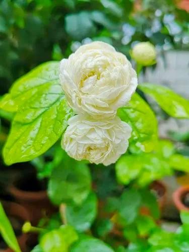 茉莉花中的佼佼者 虎頭茉莉