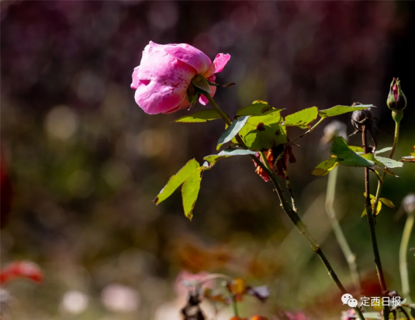 無須遠行！定西湖，人間秋色