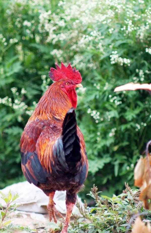 約架與娘炮 約架與娘炮