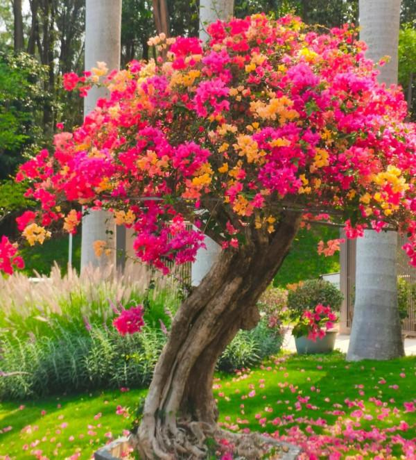 觀賞精品杜鵑 觀賞精品杜鵑