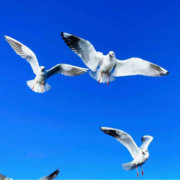 快來，瀘沽湖的冬日精靈，想和你交個朋友！