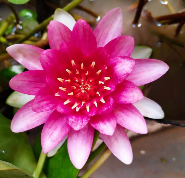 不同年齡段的女人,代表的花各不相同,看看你是哪種 不同年齡段的女人,代表的花各不相同,看看你是哪種