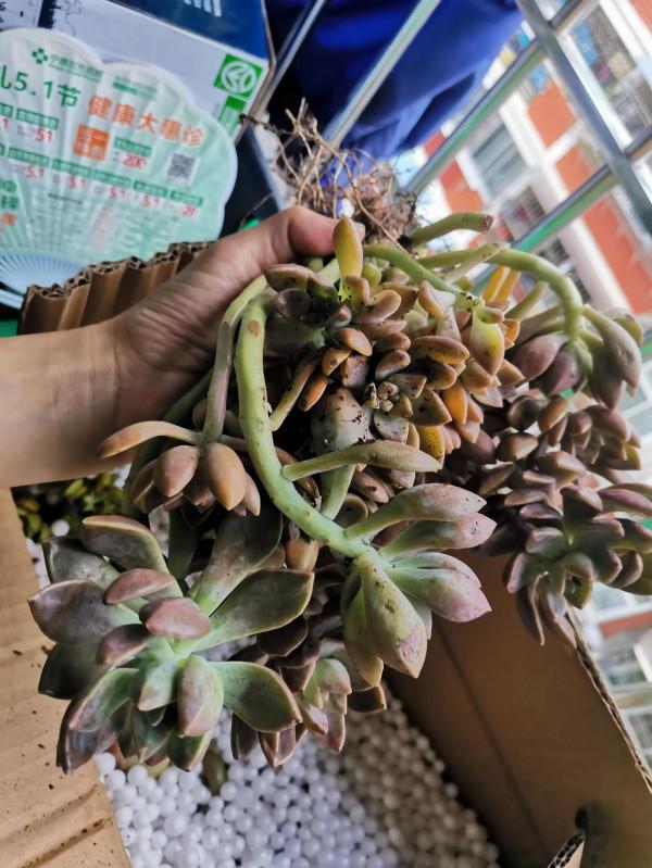 今天到了箱多肉開箱