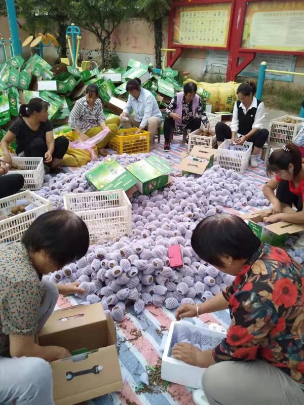 集賢鎮消費幫扶——優果走出去，溫暖送入心