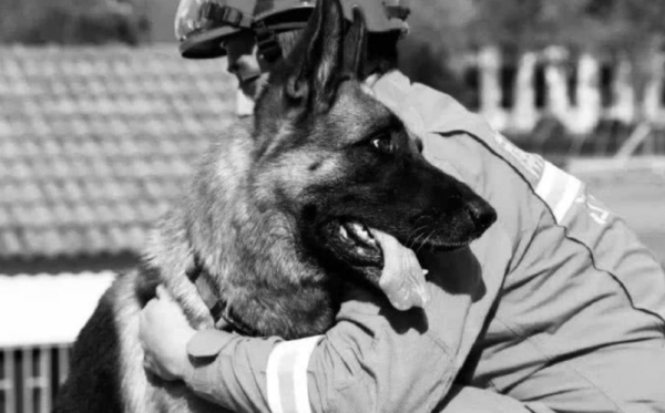 《當家主母》虐貓？這些影視劇的動物們也很慘，有些甚至立過功