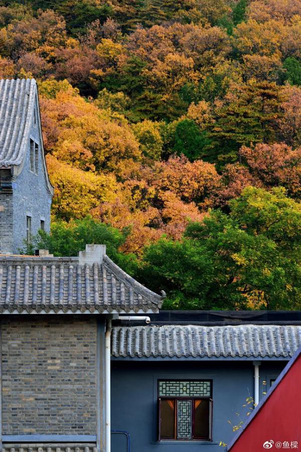 京郊藏了一條絕美國道，承包了京城最美秋色，秋意正濃，如詩如畫