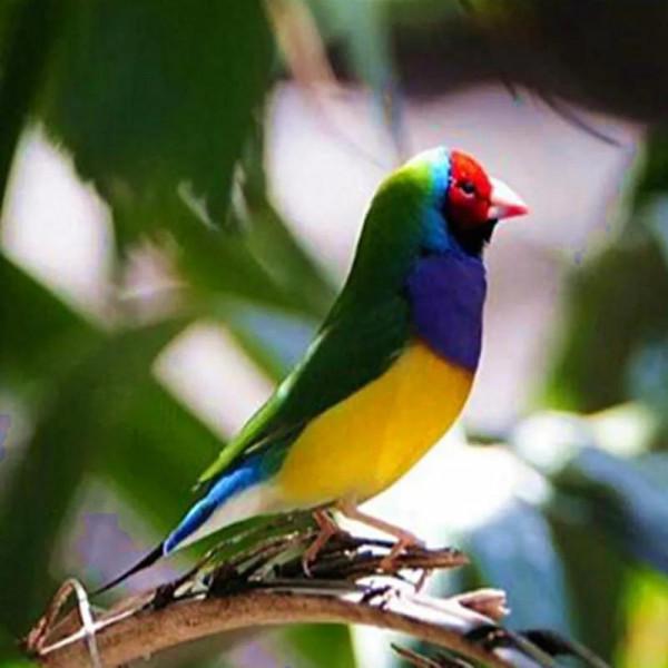 分享一一五彩鳥圖片