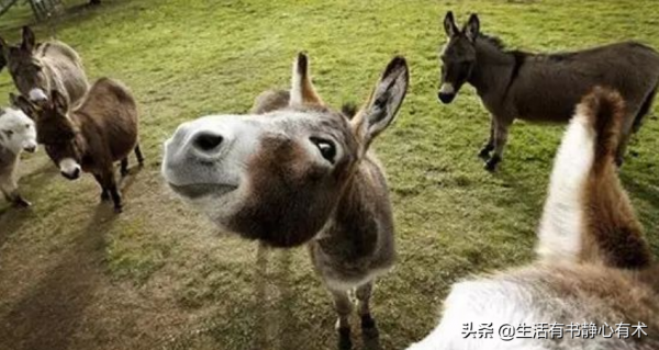 漲知識，世界上最小的驢，迷你驢