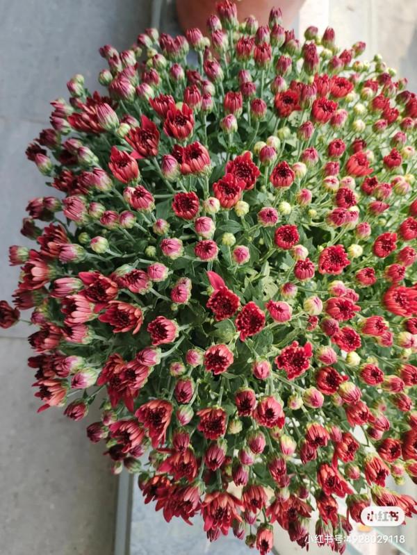 沐錦的生活日記~養花 沐錦的生活日記~養花