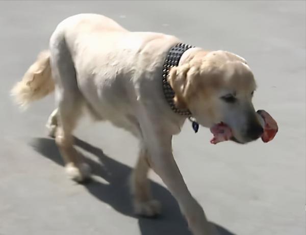 老家的土狗,暗地裡護送新女婿回家,老去的時候偷偷離開了家 老家的土狗,暗地裡護送新女婿回家,老去的時候偷偷離開了家